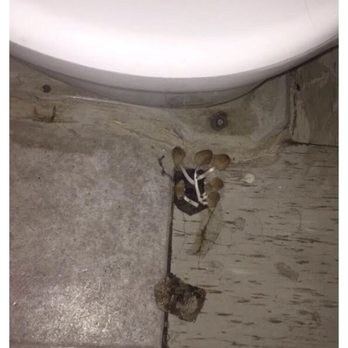 Able Property Management - Disgusting!!? Spores growing from my bathroom floor. Tiles are lifting and breaking apart. - Property Management Near Me - Bakersfield, California