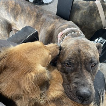 Trapqueen Salon - free pet therapy - Hair Salons Near Me - San Diego, California Trapqueen Salon - free pet therapy - Hair Salons Near Me - San Diego, California