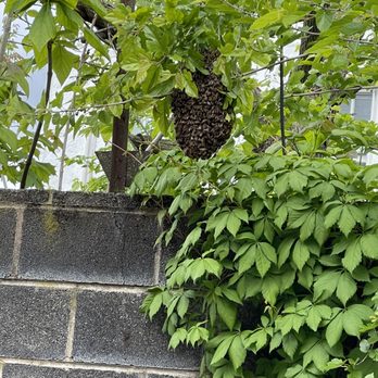 Philadelphia Bee Co - a swarm of bees on a brick wall - Pest Control Near Me - Philadelphia, Pennsylvania Philadelphia Bee Co - a swarm of bees on a brick wall - Pest Control Near Me - Philadelphia, Pennsylvania