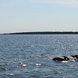Nag's Head Dolphin Watch