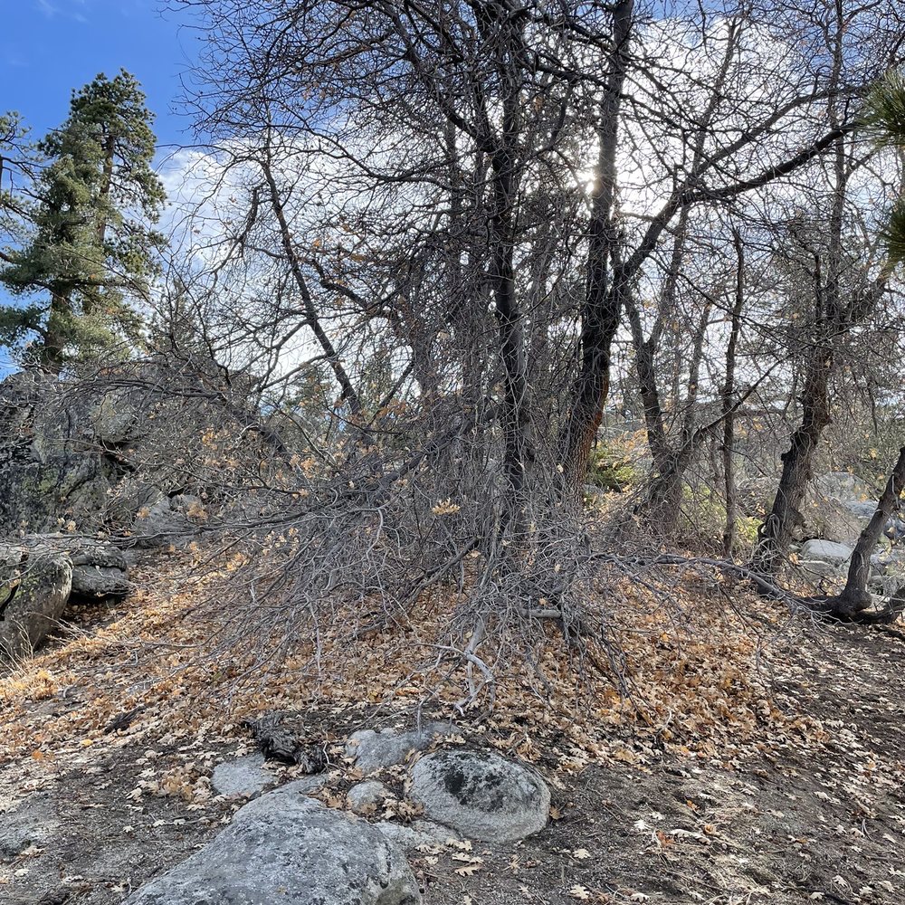 Castle Rock Trail - Hiking Near Me - Big Bear Lake, California