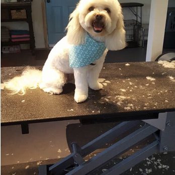 Olivia's Paw Spa - Pet Groomers Near Me - Nipomo, California Olivia's Paw Spa - Pet Groomers Near Me - Nipomo, California