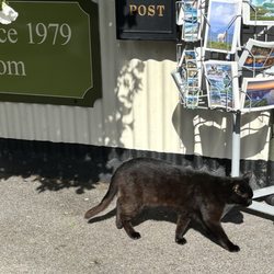 Erin Giftstore - Erin Giftstore shop cat