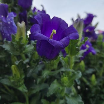 Roger's Gardens - Nurseries & Gardening Near Me - Corona Del Mar, California