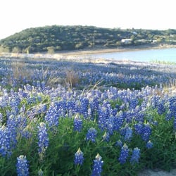 Painted Sky Inn - 2014 Bluebonnets in the Cove