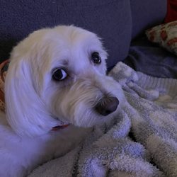 Gentle Touch Pet Salon - My new haircut