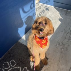 Carolyn's Custom Pup Cuts - Poppy at checkout after her first groom!