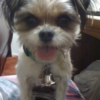 Riverside Grooming - Pet Groomers Near Me - Riverside, California