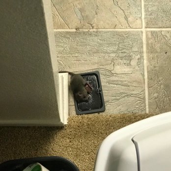 Evergreen Apartments - Pic 1 of mice trapped in the apartment - Apartments Near Me - Rancho Cucamonga, California