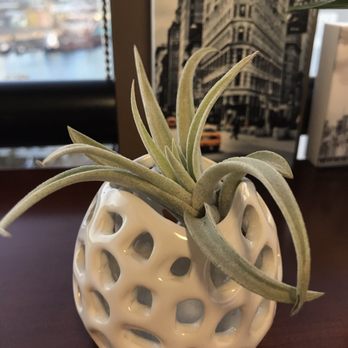 Paiko - Air plant - Florists Near Me - Honolulu, Hawaii