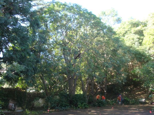 Tree Trimming - Call 818-340-1820 to schedule your free tree trimming and removal estimates.