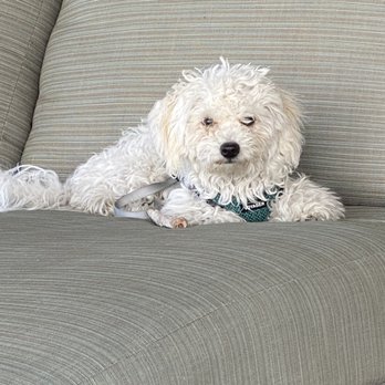Cosmic Dog - Buddy Before - Pet Services Near Me - Loveland, Colorado Cosmic Dog - Buddy Before - Pet Services Near Me - Loveland, Colorado