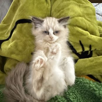 Ragdoll Tales - Pet Breeders Near Me - Armonk, New York Ragdoll Tales - Pet Breeders Near Me - Armonk, New York