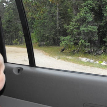 Wilderness State Park - turkeys by the road - Parks Near Me - Carp Lake, Michigan Wilderness State Park - turkeys by the road - Parks Near Me - Carp Lake, Michigan