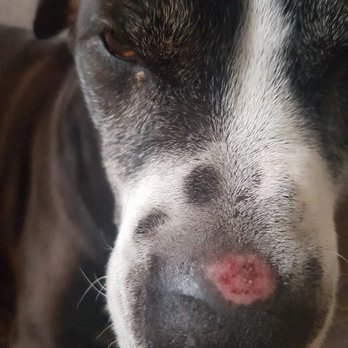 A Dog Gone Good Place - We picked up our dog and she had a large nose wound and bacterial eye infection. - Pet Training Near Me - Hillsboro, Oregon