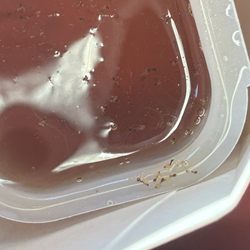 Wendy's - Ants inside Syrup