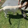 EzDogTrainer