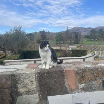 Shadybrook Estate Winery - Carla! The cat - Wineries Near Me - Napa, California