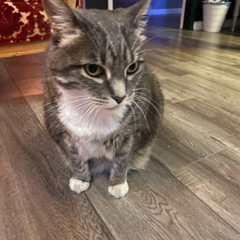 Escape Room 66 - Beans the chonky house cat - Escape Games Near Me - Los Angeles, California