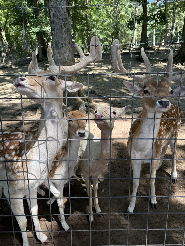Social spots from Pymatuning Deer Park