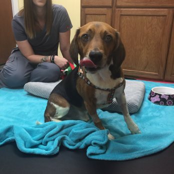 Shirley Veterinary Hospital - Veterinarians Near Me - Shirley, New York Shirley Veterinary Hospital - Veterinarians Near Me - Shirley, New York