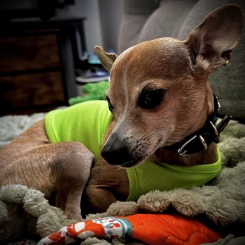 VEG ER for Pets - Back home and happy - Emergency Pet Hospital Near Me - Allen, Texas VEG ER for Pets - Back home and happy - Emergency Pet Hospital Near Me - Allen, Texas