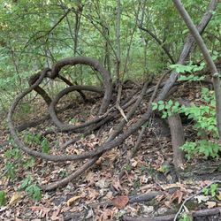 Boone Cliffs State Nature Preserve - Tangled vines off the trail
