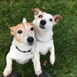 Wey Farm Kennels & Cattery - Our happy guests