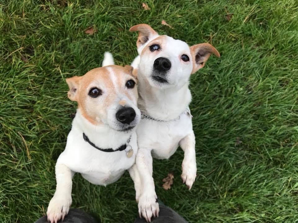 WEY FARM KENNELS & CATTERY Updated September 2024 119 Photos