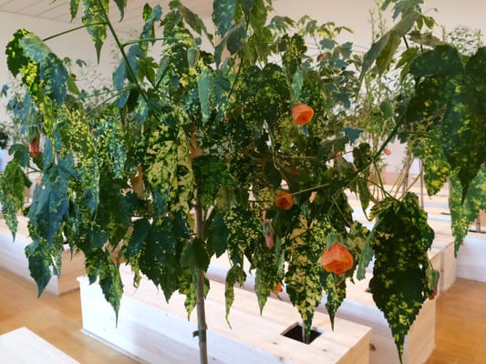 Musée d'art contemporain de Lyon by null