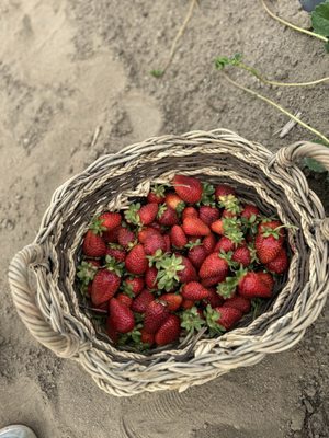 Well Rooted Farms by null