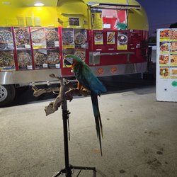 Little Georgie Pizza & Happy Chicken - Came out to eat and brought my macaw to have come cucumbers too