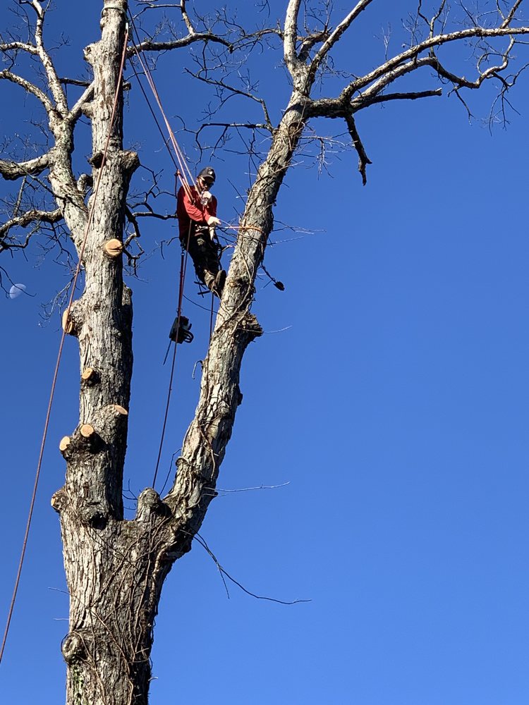 EDWIN TREE SERVICES REMOVAL - Updated December 2025 - 22 Photos - 107 ...