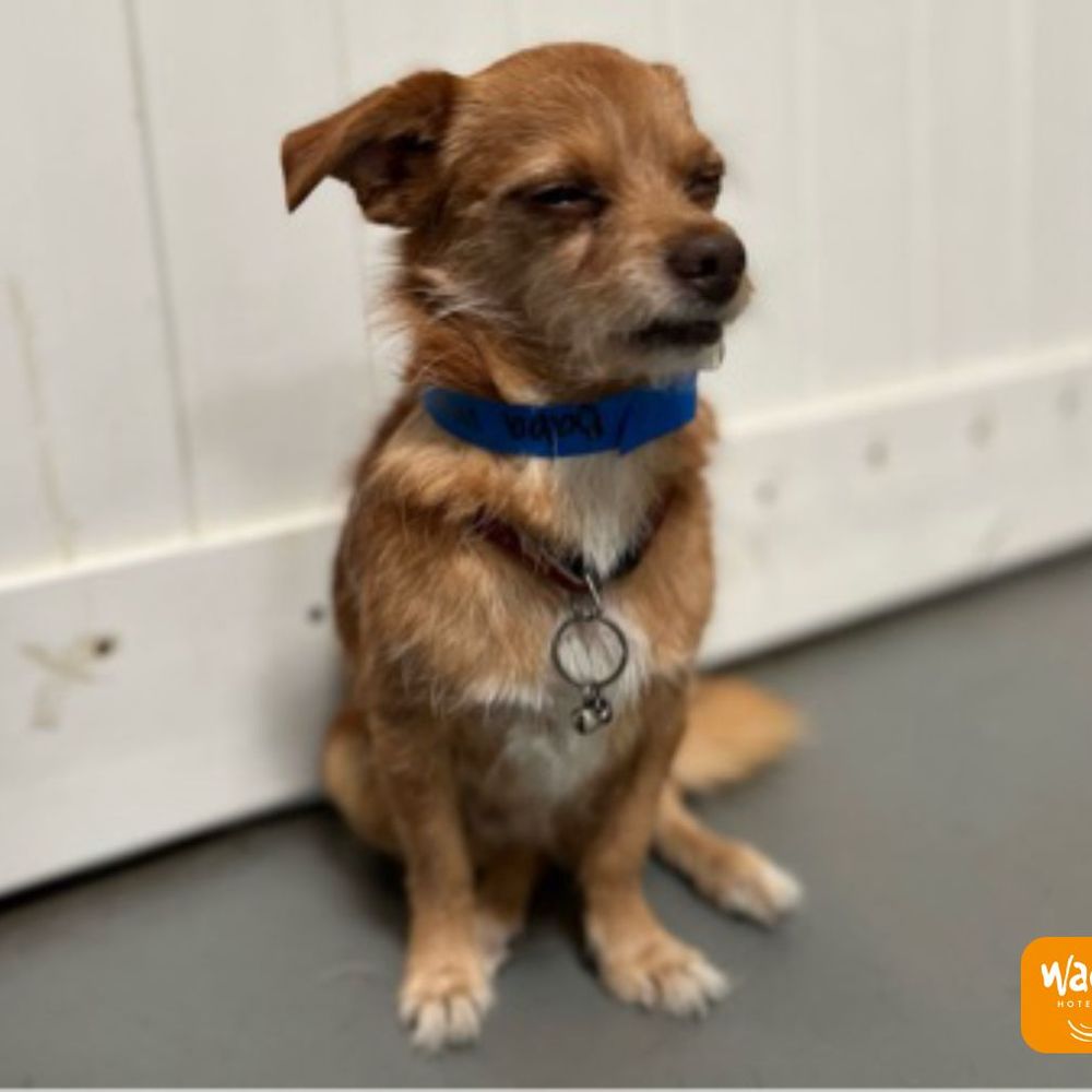 Wag Hotels - Carson - BABA - Pet Training Near Me - Carson, California Wag Hotels - Carson - BABA - Pet Training Near Me - Carson, California