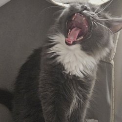 Angels With Paws