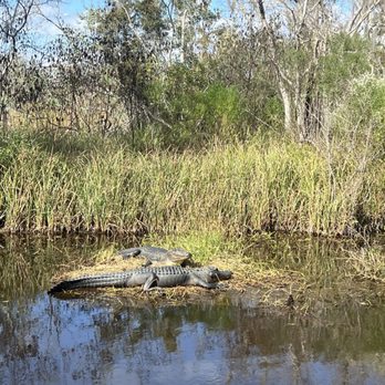 Airboat Adventures - Gators - Boat Tours Near Me - Lafitte, Louisiana