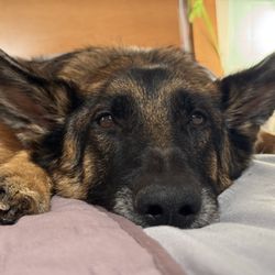 Wilhendorf German Shepherds - My baby
