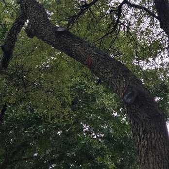 Trees R Us - Painted cuts after trimming - Tree Services Near Me