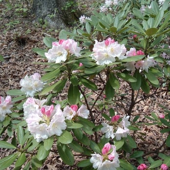 UNC Charlotte Botanical Gardens - Rhododendron in flower in the glen. It was late April. - Botanical Gardens Near Me - Charlotte, North Carolina