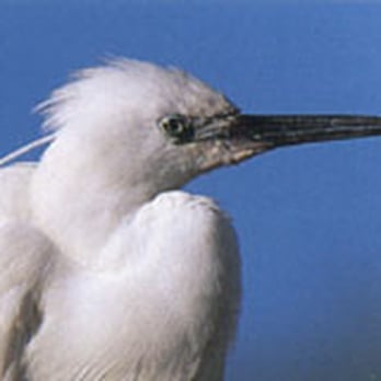 National Wetlands Centre - Close up of a little egret at WWT National Wetland Centre Wales - Active Life Near Me - Llanelli, CMN National Wetlands Centre - Close up of a little egret at WWT National Wetland Centre Wales - Active Life Near Me - Llanelli, CMN