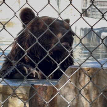 Big Cat Habitat - A bear in small enclosure. - Zoos Near Me - Sarasota, Florida Big Cat Habitat - A bear in small enclosure. - Zoos Near Me - Sarasota, Florida