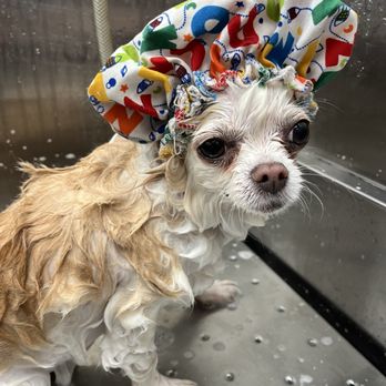 Vip Grooming And Sitting - Pet Groomers Near Me Vip Grooming And Sitting - Pet Groomers Near Me