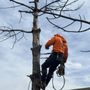 Sammy D’s Tree Service