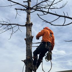 Sammy D’s Tree Service