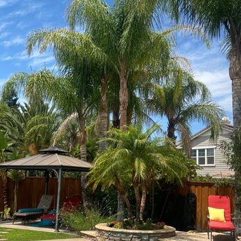 Tropical Palms&Trees - Tree Services Near Me Tropical Palms&Trees - Tree Services Near Me
