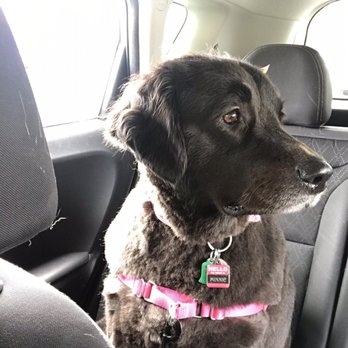 PetSmart - Minnie in the car after being groomed by Raven! - Pet Groomers Near Me - Lakewood, Washington PetSmart - Minnie in the car after being groomed by Raven! - Pet Groomers Near Me - Lakewood, Washington