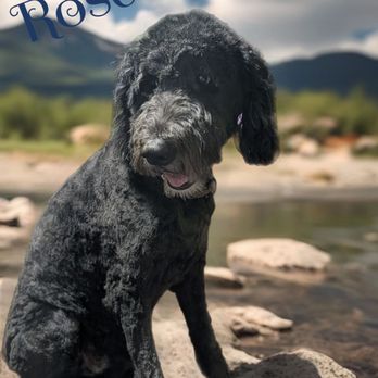 Charlene's Dog Spa - Pet Groomers Near Me - Sacramento, California Charlene's Dog Spa - Pet Groomers Near Me - Sacramento, California