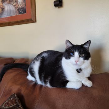 Pet Express Transport Service - Rags my handsome shy boy but still liked Mike. - Pet Transportation Near Me - Hebron, Kentucky Pet Express Transport Service - Rags my handsome shy boy but still liked Mike. - Pet Transportation Near Me - Hebron, Kentucky