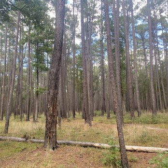 Congaree National Park - Bluff Trail - Parks Near Me - Hopkins, South Carolina