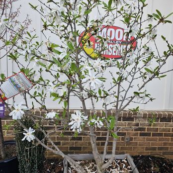 Moon Valley Nurseries - Nurseries & Gardening Near Me - Peachtree City, Georgia